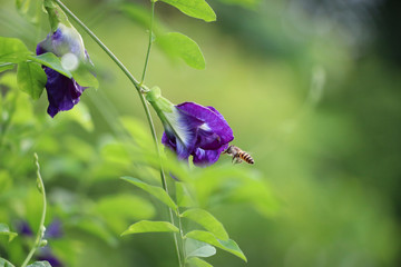 Butterfly pea beautiful petal with insect freshness in the morning time