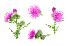 Milk Thistle Flower Isolated On White Background. Top View. Flat Lay Pattern