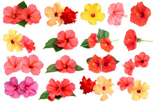 Collection Of Colored Hibiscus Flowers With Leaves Isolated On White Background.