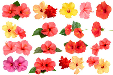 Fotomurales - Collection of colored hibiscus flowers with leaves isolated on white background.