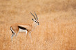 Male Thomson's gazelle (Eudorcas thomsonii)