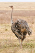 © lucaar - Big female ostrich (Strutio camelus)