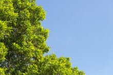 Bush Green Leaves And Branches Of Treetop On Blue Sky For Design And Decoration. Copy Space, Blue Sky Free Space For Text