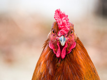 Funny Or Humorous Close Up Head Portrait Of A Male Chicken Or Rooster With Beautiful Orange Feathers Bright Red Comb And Wattle With A Blurred Bokeh Background.