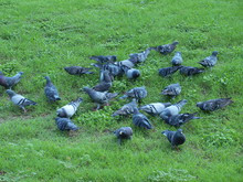 Common Pigeons Are Highly Social Birds Even When They Are Eating Oat Cereal In Little Round Circles.