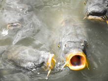 Close Up Of A Large Carp As It Surfaces And Gulps Water And Air In The Murky Waters Of The Grand Canal In The Summer At The Palace Of Versailles Just Outside Of Paris France As The Fish Looks For Food