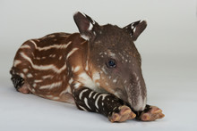 Newborn Tapir Animal