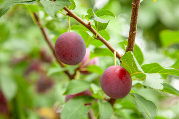 Wall Mural - Red cherry plum on the tree branch