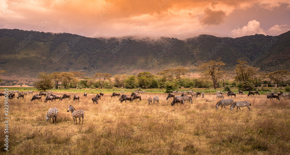 Landscape of Ngorongoro crater -  herd of zebra and wildebeests (also known as gnus) grazing on grassland  -  wild animals at sunset - Ngorongoro Conservation Area, Tanzania, Africa - obrazy, fototapety, plakaty 