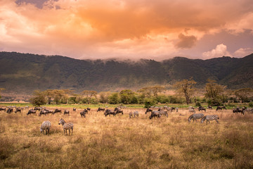 Wall Mural - Landscape of Ngorongoro crater - Herd of wild animals grazing on grassland - herd of zebra and wildebeests (also known as gnus) at sunset  - Ngorongoro Conservation Area, Tanzania, Africa