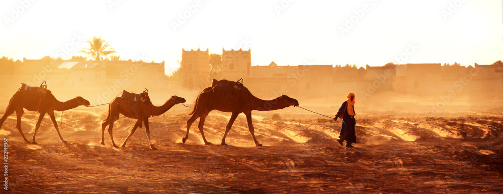 Caravan of camels in Sahara desert, Morocco - obrazy, fototapety, plakaty 