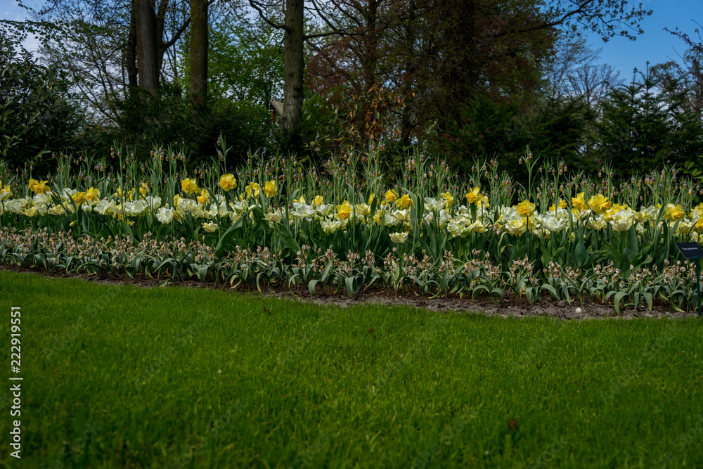 Netherlands,Lisse, White Yellow daffodils - obrazy, fototapety, plakaty 