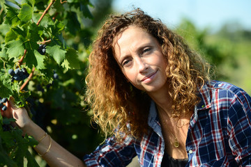 Wall Mural - portrait of a beautiful woman in vineyard during harvest season harvesting grapes in the vine