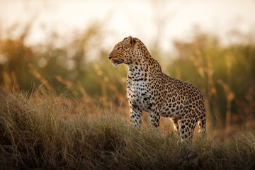 african leopard female pose in beautiful evening light. amazing leopard in the nature habitat. wildl