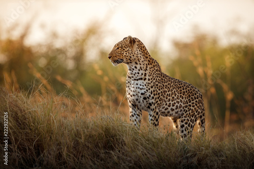 African leopard female pose in beautiful evening light Tableau sur Toile