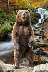 Wall Mural - big brown bear standing on his hind legs