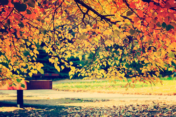 Canvas Print - Tree with colorful autumn leaves 