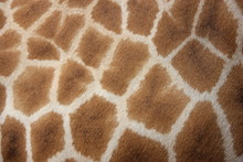 Giraffe Skin Texture