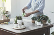 © FollowTheFlow - Gardeners hand watering cacti and succulents in white pots on the wooden table. Concept of home garden. Transplanting plants.