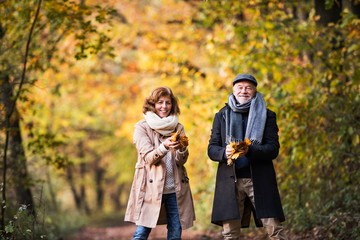 Wall Mural - Senior couple on a walk in a forest in an autumn nature, holding leaves.