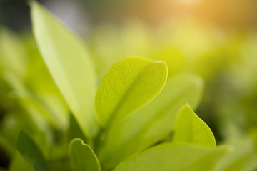 Nature background green natural blur leaf wallpaper and fresh concept space garden ecology with closeup greenery beautiful environment abstract color plant for your pattern texture summer tree spring