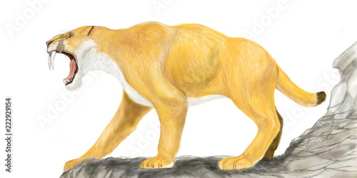 スミロドン 第４紀に生息した現代のネコ科の哺乳類の祖先 の全体を描いたイラスト画像 24ｃｍにも及ぶ牙をもっており サーベルタイガーという異名を持つ 同系の哺乳類は当時何種か存在したが スミロドンは最後位に登場し最も大きかった 体長は2ｍ程度であり 現代の