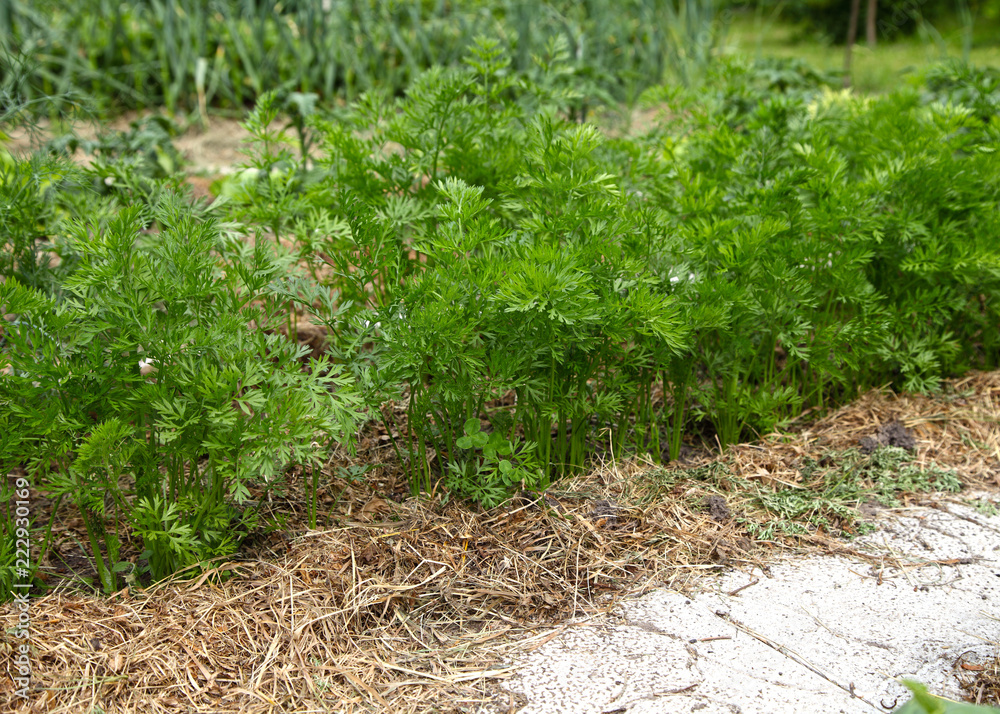 Turf Carrots Carrots grow on a bed under mulch from dried mown grass. The paths are ...