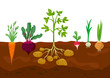 set of different vegetables in the ground