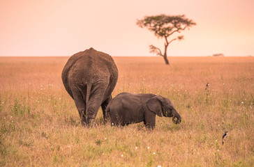 Wall Mural - Parent African Elephant with his young baby Elephant in the savannah of Serengeti at sunset. Acacia trees on the plains in Serengeti National Park, Tanzania. Wildlife Safari trip in  Africa.