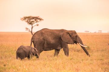 Wall Mural - African Elephant Family with young baby Elephant in the savannah at sunset. Acacia trees on the plains in Serengeti National Park, Tanzania.  Safari trip in Wildlife scene from Africa nature.