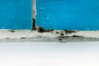 dirty bathroom with mold and water drops on blue tile closeup with details