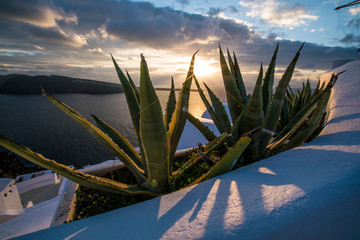 Poster - aloe cactus and sea in sunset