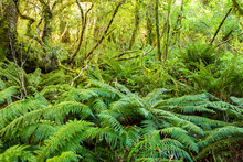 Dense Thicket In The Temperate Rainforest, South Island, New Zealand.