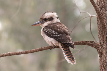 laughing kookaburra perched on a tree branch in blackdown tablelands national park, queensland, aust