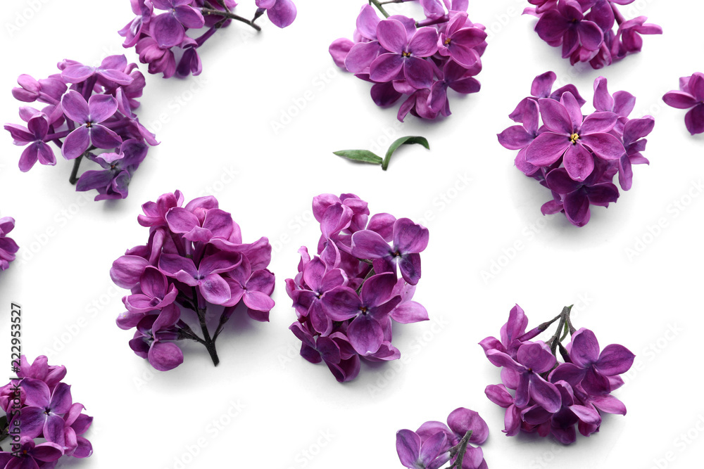 Beautiful blossoming lilac on white background