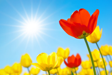 Wall Mural - Tulips close-up against the blue sky with sun in shape of star