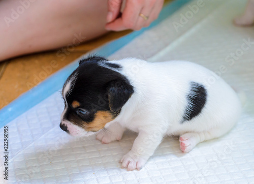 Purebred Jack Russell Terrier Puppies Buy This Stock Photo And