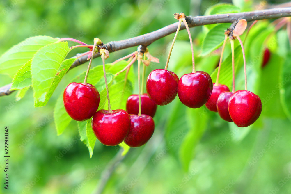 Sweet cherries on branch - obrazy, fototapety, plakaty 
