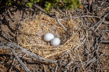 White Eggs In A Bird Nest On The Ground
