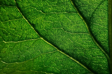 Wall Mural - texture marco green leaf / fresh spring background green nature leaf tree structure