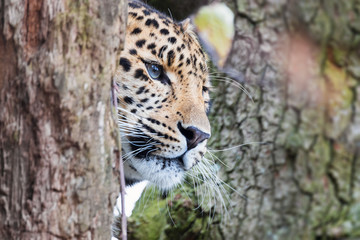 Wall Mural - Amur leopard emerges from the trees