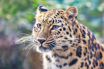 Wall Mural - Amur leopard in sunlight