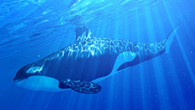 3d Rendered Illustration Of An Orca