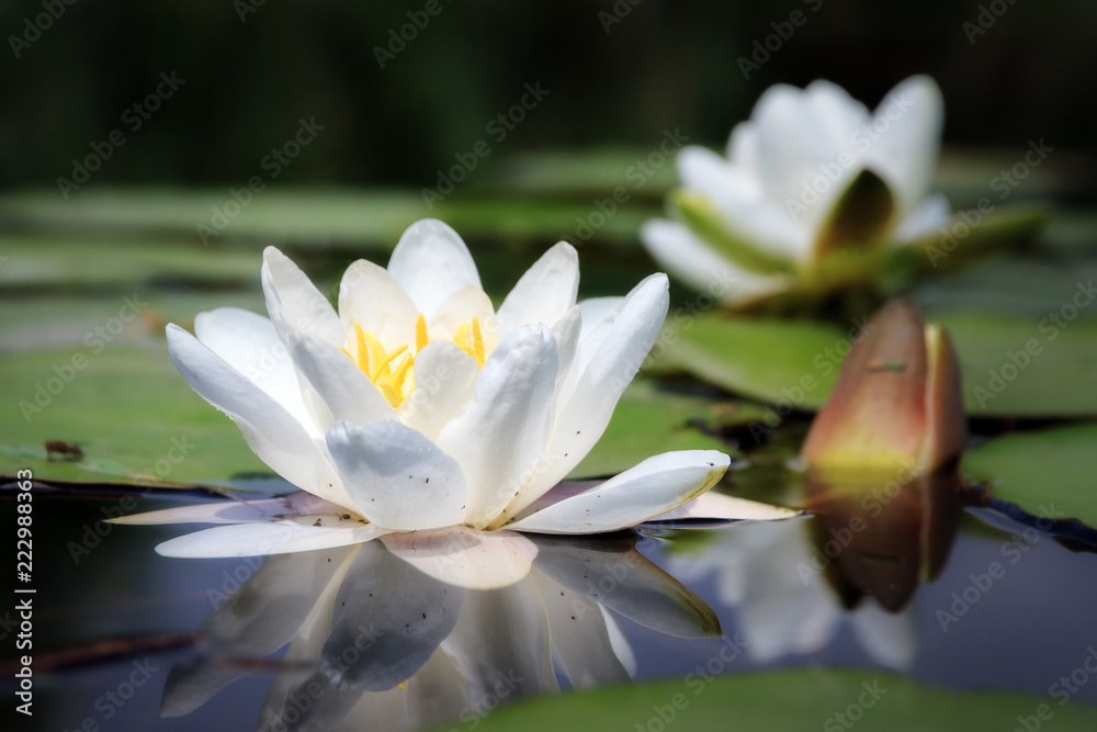 Beautiful close up macro of the white water lily (Nymphaea alba, Nymphaeaceae) aka the European white water lily, white water rose or white nenuphar, in the river Angstel in the Netherlands in summer - obrazy, fototapety, plakaty 