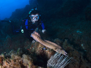 Wall Mural - Scuba diver observes moray eel underwater.