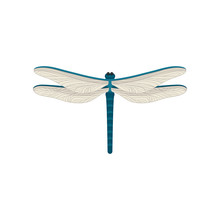 Small Blue Dragonfly With Two Pairs Of Large Transparent Wings. Flying Insect. Flat Vector Design