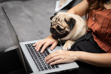 Woman Typing And Working On Laptop With Dog Pug Breed Lying On Her Knee And Looking On Screen Feeling Happiness And Comfortable