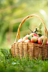 Wall Mural - Freshly harvested Apples. Apples in grass