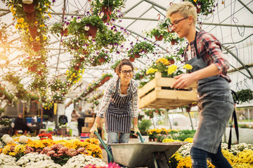 Cheerful florists reorganizing flowers pots in their greenhouse.