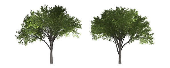 Wall Mural - The collection of tree. Elm tree isolated on white background with clipping path.